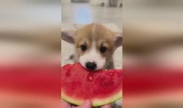 吃瓜狗动图